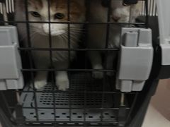 -北京观赏动物医院·24小时大型综合·猫专科·异宠专科