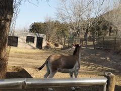 -青藏高原野生动物园