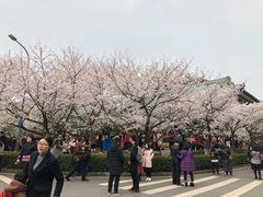 -武汉大学-樱园