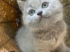 -喵zoo家庭繁育猫舍(尖东智能花园店)