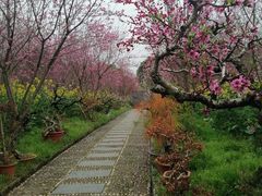 -南汇桃花村