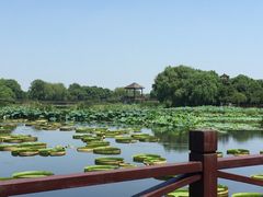 -荷塘月色湿地公园·向阳花洲