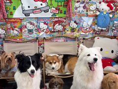 -汪说·狗咖·拼豆·宠物周边DIY(旺城大厦店)