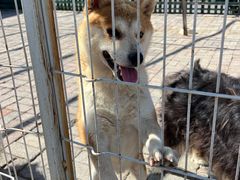 -清风小镇闯关东影视基地