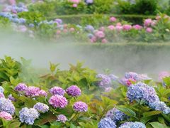 -上海共青森林公园