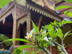 -西双版纳傣族园