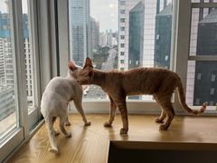 -Heymao猫咖.咖啡厅(东门店)