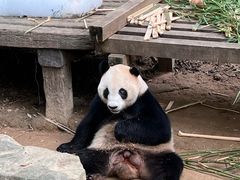 -广州长隆野生动物世界
