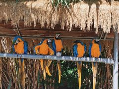 -西霞口神雕山野生动物世界