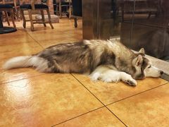 -more than meow吴止猫主题餐厅(承德 中船汇店)