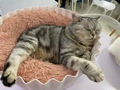 -喵的天空名猫咖啡馆·撸猫·猫舍·用品