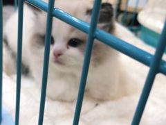 -唐小姐の猫狗洗护·购宠旗舰店(周浦万达店)