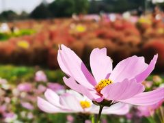 -花开海上生态园