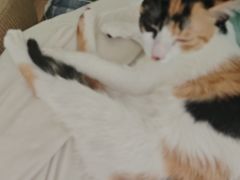 -瑞派康怡24h宠物医院·犬猫医疗中心·微创绝育(瑞景分院)