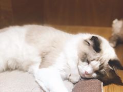-滚猫咖啡·猫咖·猫友好撸猫(未来城店)