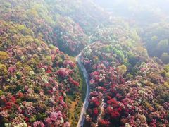 -贵州百里杜鹃风景名胜区