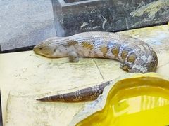 -酷以爬仙阁实体爬宠店·守宫·蜥蜴·专业繁育