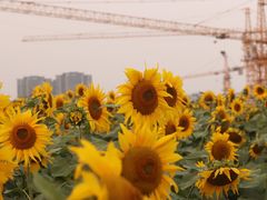 -映月湖中央公园