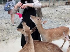 -鹿境梅花鹿生态园区