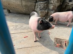 -都江堰玫瑰花溪谷