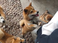 -柴犬高等学院·狗咖·柴犬售卖·宠物训练