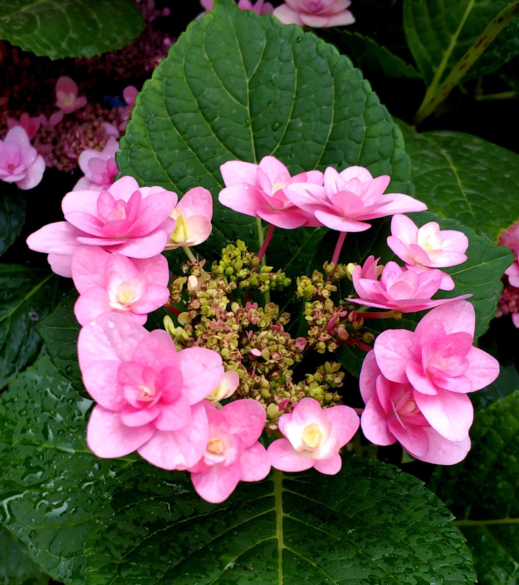 夏天的花更娇艳多姿,昆明街头随手拍