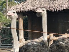-上海野生动物园