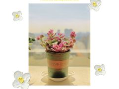 -双季花艺园艺市场(浦东店)