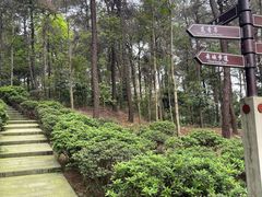 -铁山坪森林公园