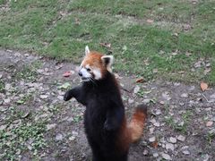 -上海野生动物园