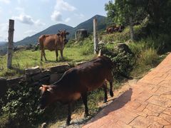 -大姆山草场