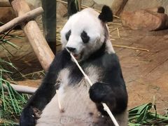 -深圳野生动物园