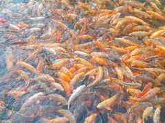 -千岛湖城中湖游船码头