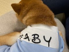 -逗柴咖啡屋·狗咖猫咖宠物桌游
