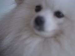 -怪兽屋·羊驼·猫咖·狗咖(俊华广场店)