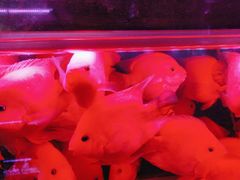 -花鸟鱼虫鲜花绿植市场(玉泉路店)