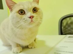 -瑞鹏宠物医院·爱宠堂·骨外专科(西荷分院)