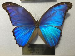 -上海昆虫博物馆