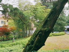 -缙云山景区