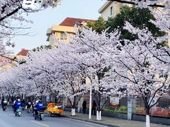 -高东镇樱花园