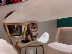 -飞行喵MR PILOT|猫舍·猫咖(静安大融城店)