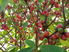 -侯臣咖啡文化村