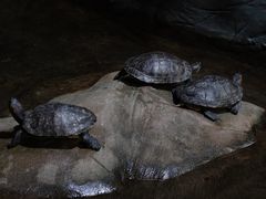 -杭州长乔极地海洋公园
