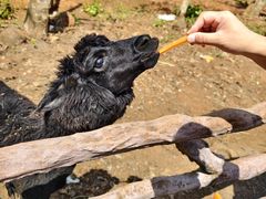 -海南热带野生动植物园