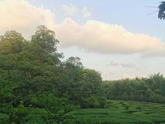 -大屏嶂森林公园