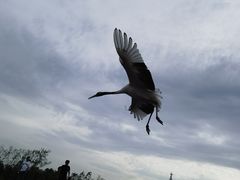 -盐城丹顶鹤湿地生态旅游区