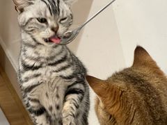 -有喵·猫咖·狗咖·30几只猫10只小狗(岗厦店)