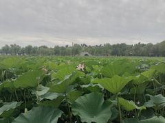 -长春市南湖公园