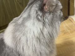-瑞鹏宠物医院·骨科·猫科·内科(第一中心)