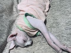 -藏猫猫咖啡主题馆(中央大道店)